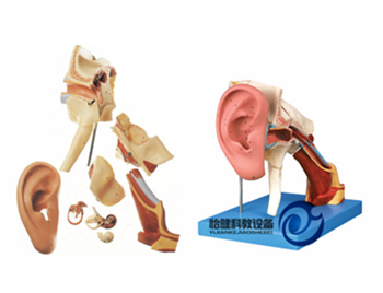 耳結(jié)構(gòu)放大模型