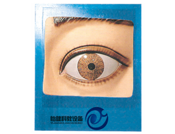 光控瞳孔調(diào)節(jié)模型