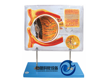 眼示教放大模型