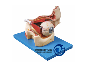 眼球與眼眶放大模型