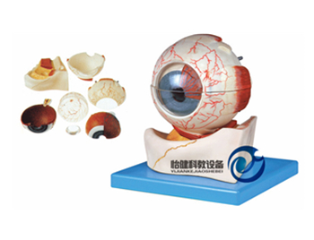 眼球構(gòu)造放大模型