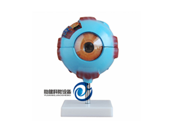 眼球放大模型帶支架