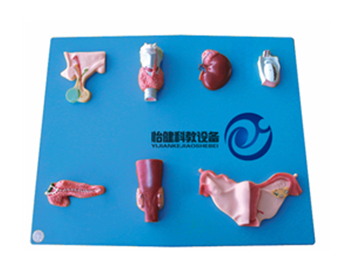 人體內(nèi)分泌器官模型