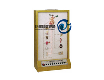 下丘腦與垂體激素對靶器官作用電動模型