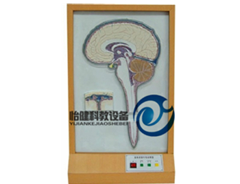 腦脊液循環(huán)電動模型