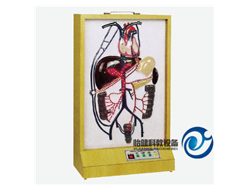 電動門靜脈側支循環模型