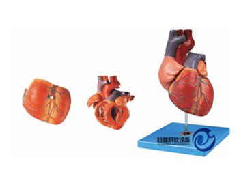 成人心臟解剖放大模型