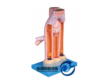 動脈與靜脈解剖放大模型