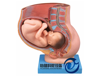 骨盆含妊娠九個月胎兒模型