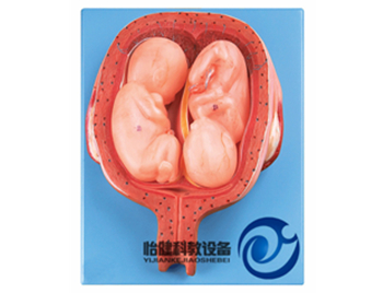 五個月雙胞胎模型