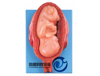 七個月胎兒模型