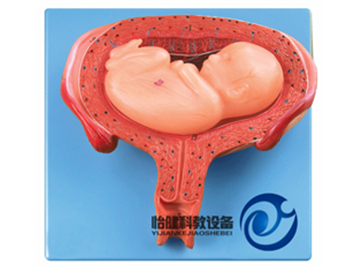 六個月胎兒模型