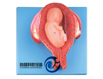 五個月胎兒模型