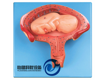 四個月胎兒模型