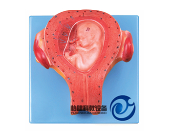 三個月胚胎模型