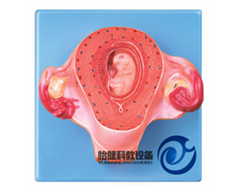 二個月胚胎模型