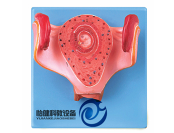 一個月胚胎模型