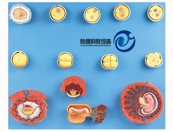受精與初期胚胎發育過程模型