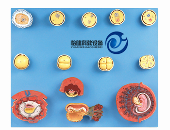 受精與早期胚胎發育過程模型