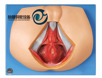 男性會陰模型