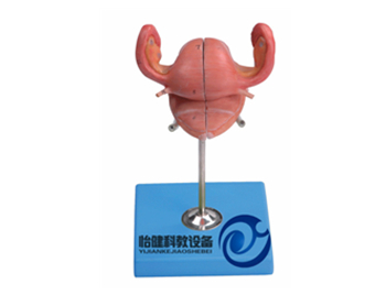 子宮解剖模型