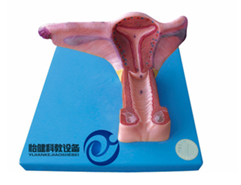 女性內生殖器官模型
