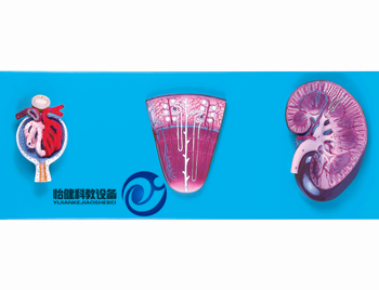 腎與腎單位、腎小球放大模型