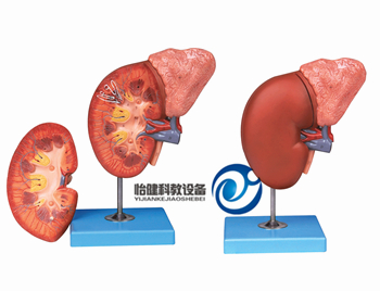 腎臟與腎上腺放大模型