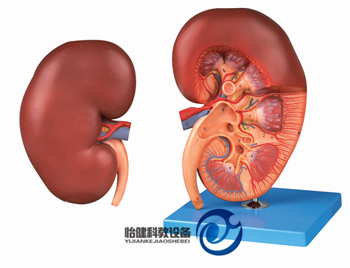 腎臟解剖放大模型
