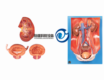 泌尿系統附腹后壁模型