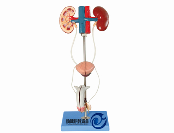 男性泌尿生殖系統模型