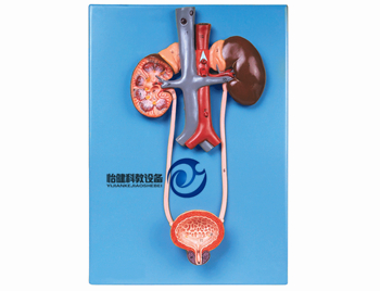泌尿系統模型