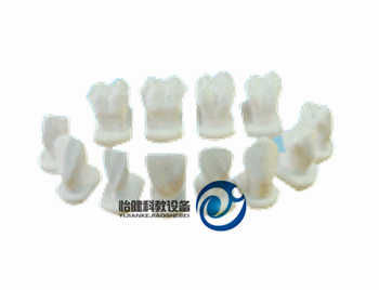 牙體形態模型