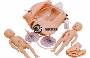 高級分娩機制示教系列模型