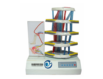 脊髓反射與損傷表現(xiàn)電動模型