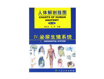 泌尿生殖系統掛圖