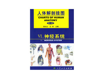 神經系統掛圖