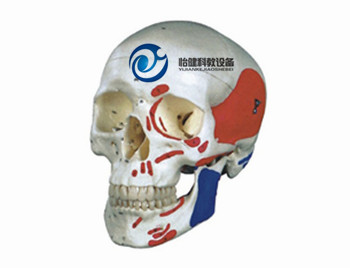 自然大頭顱骨肌肉著色模型