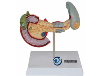 胰、脾、十二指腸病變模型