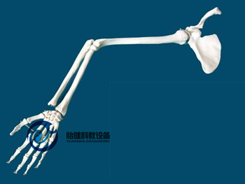 手臂骨、肩胛骨、鎖骨模型