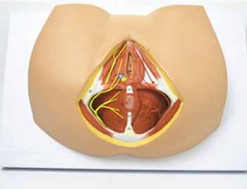 女性會陰部神經血管模型