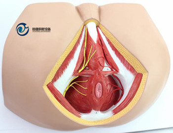 男性會陰部神經血管模型