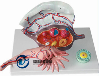 卵巢結構放大模型