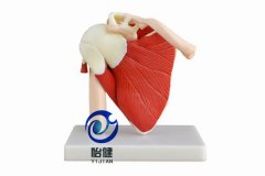 自然大肩關節帶肌肉模型