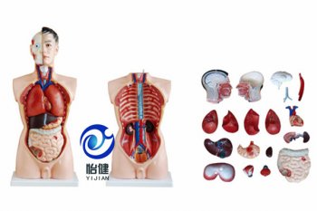 85CM男性軀干模型19件