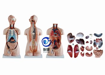 85CM無性軀干模型20件