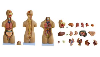 55CM兩性軀干模型20件