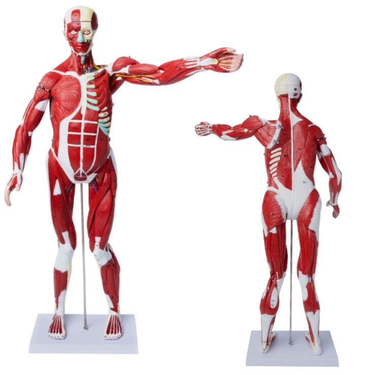 85CM人體全身肌肉附內臟模型
