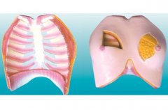 女性乳房解剖模型